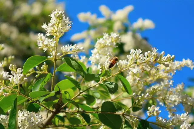 Privet Hedging Flowering