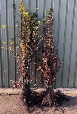 Hornbeam Hedge