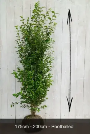 Common Privet Hedge