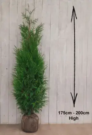 Western Red Cedar Hedge