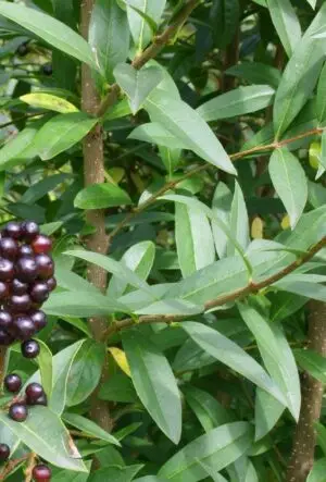 Wild Privet hedging plants