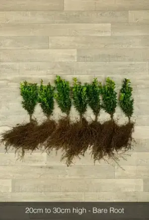 Box Hedge