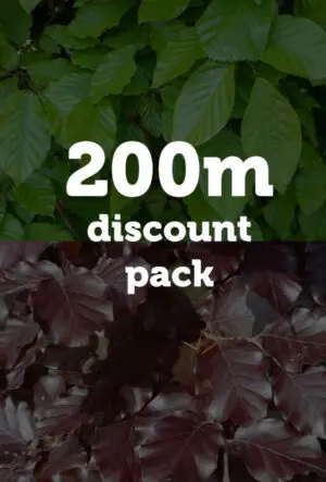 Green and Purple Beech Hedging Mix
