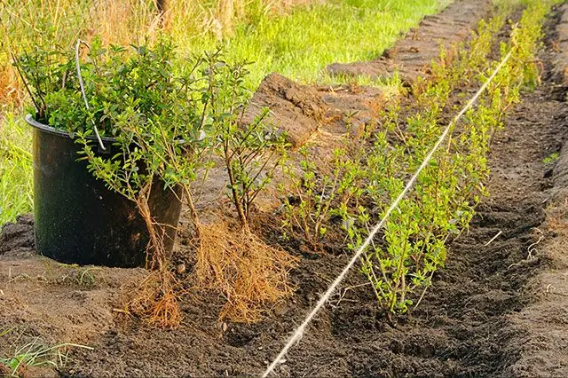 Bare Root Hedges