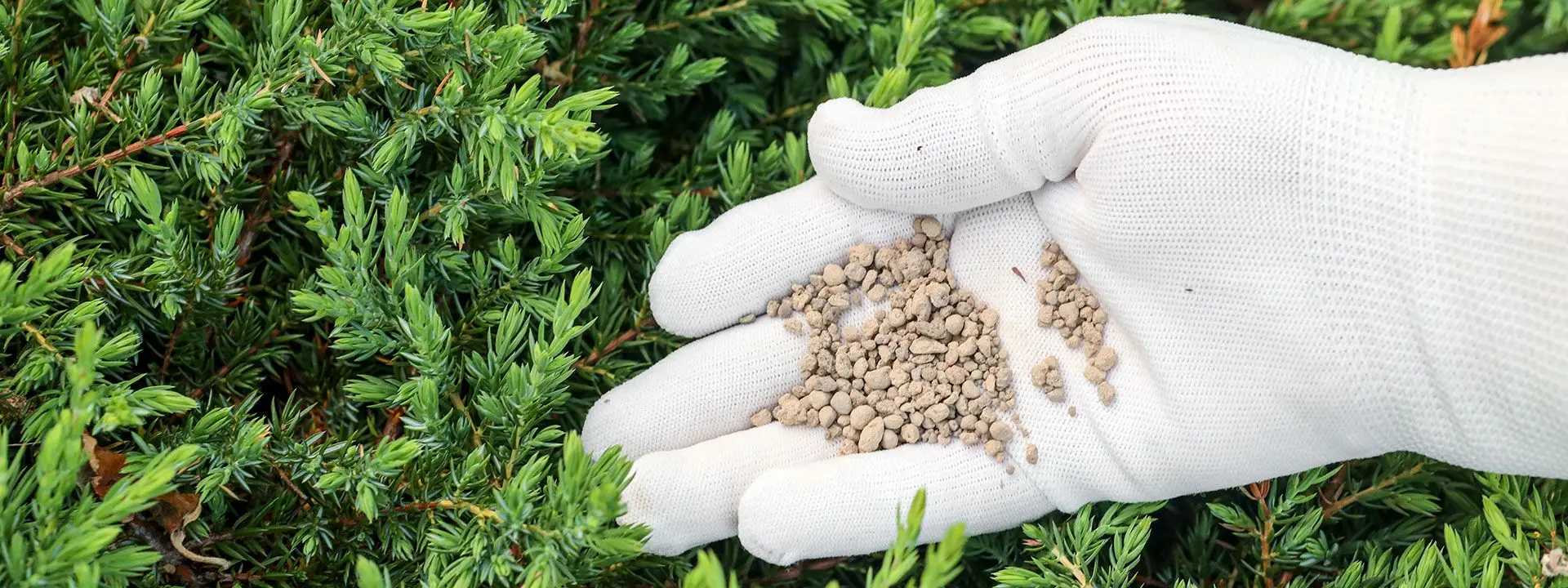 Feeding Hedging