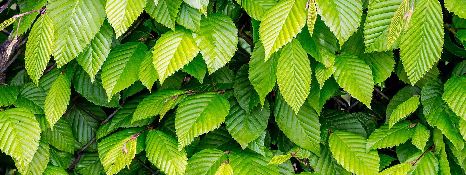 Privet Hedging