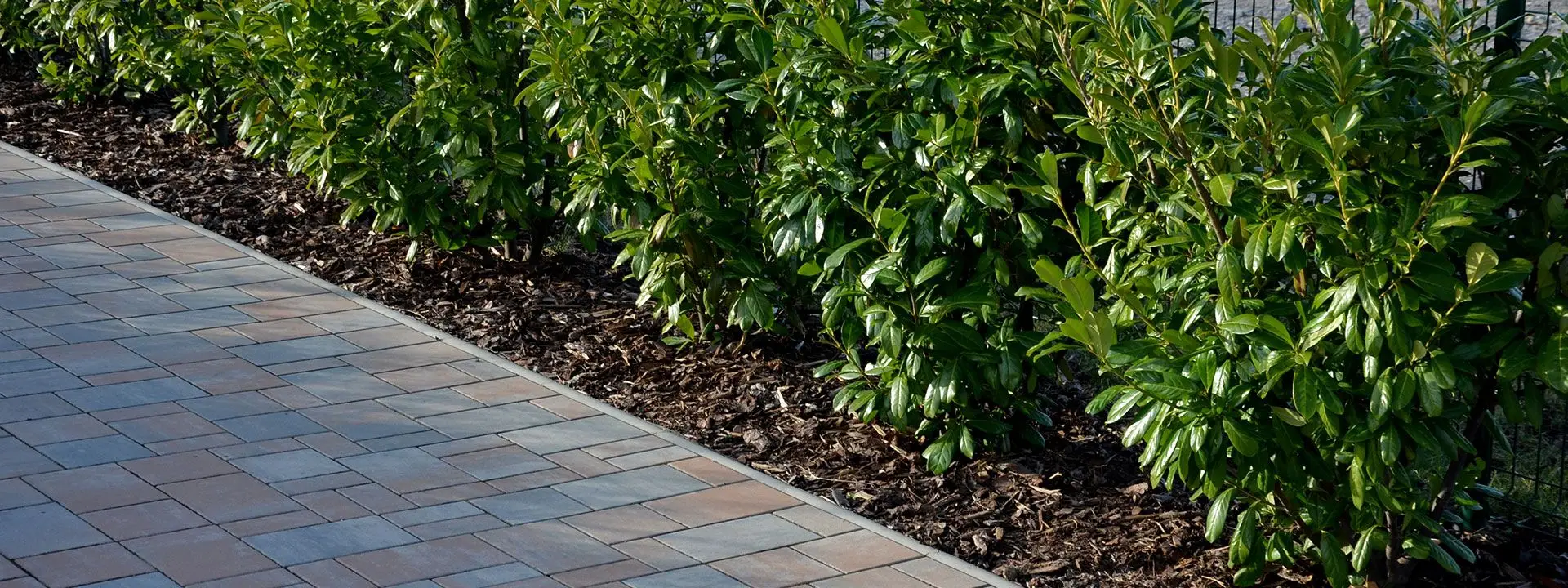 Portuguese Laurel