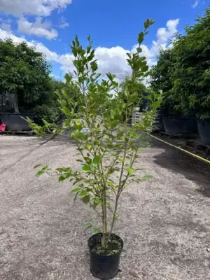 New Zealand Privet Hedge