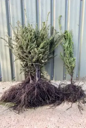 English Yew Hedge