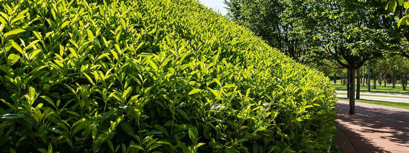 Block of hedging in nursery