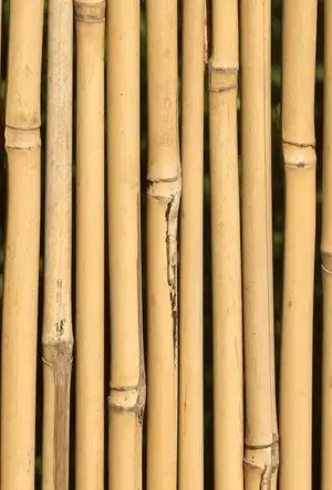 Garden canes