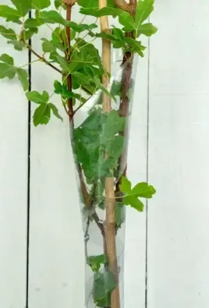 Hedging spiral guards
