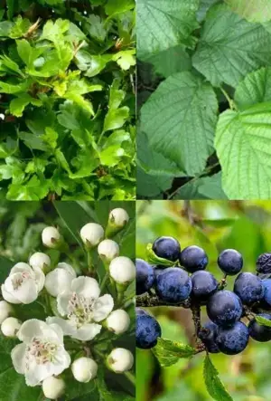 Garden Wildlife Hedging Mix