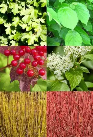 Thornless hedging mix