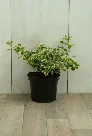 Euonymus Silver Queen Hedge