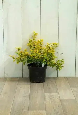 Euonymus Emerald 'n' Gold Hedge