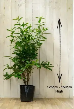 Upright Laurel Hedge