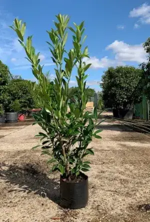Upright Laurel Hedge