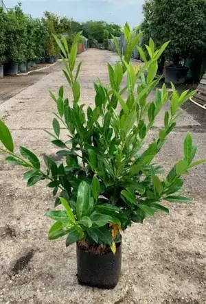 Upright Laurel Hedge