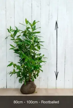 Upright Laurel Hedge