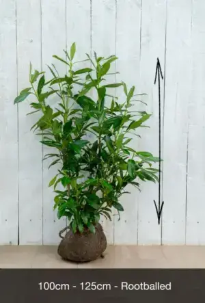 Upright Laurel Hedge