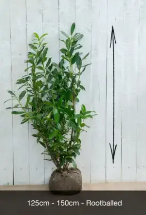 Upright Laurel Hedge