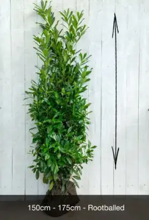 Upright Laurel Hedge