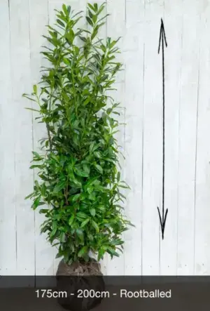 Upright Laurel Hedge