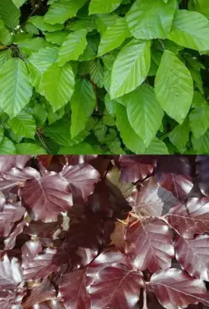 Green and Purple Beech hedging mix