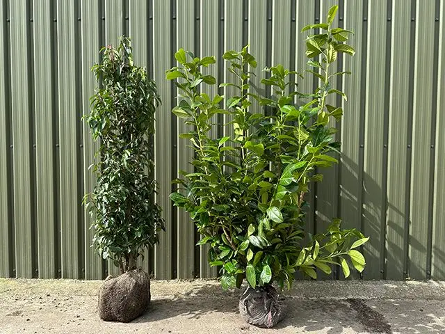 Portuguese and Cherry Laurel