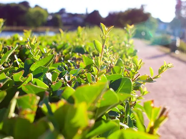 Evergreen Hedging Plant