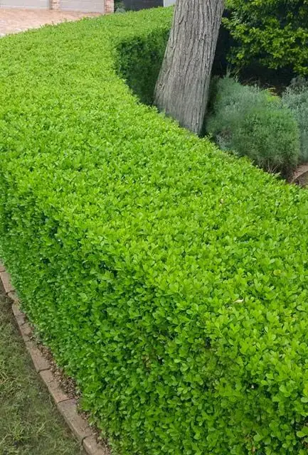 Hedge planting distance from a fence