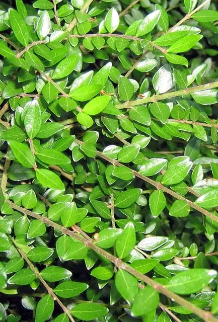 Pot Grown Hedging