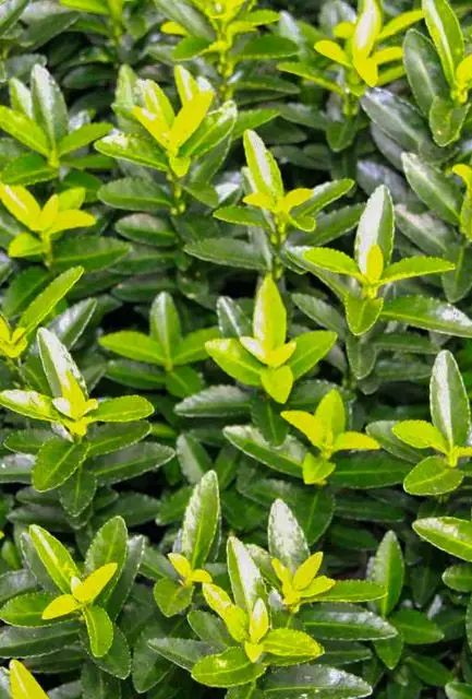 Euonymus Green Spire