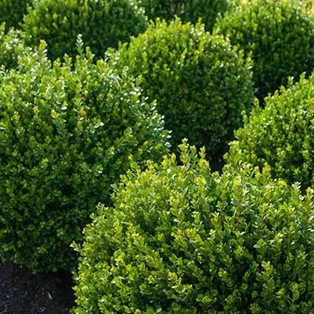 Box topiary