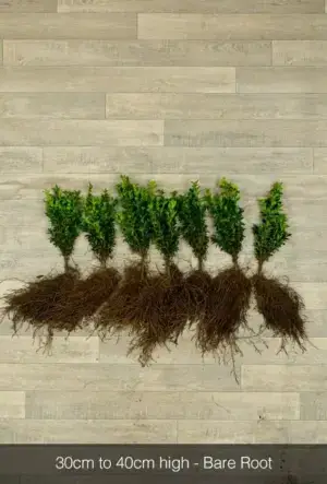 Box Hedge