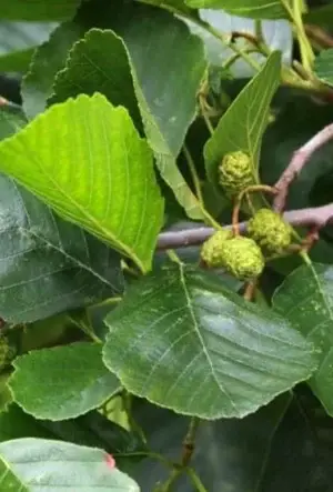 Common Alder hedging plants