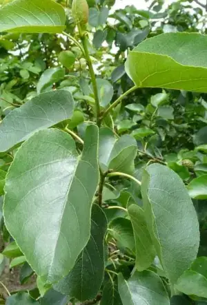 Italian Alder hedging plants
