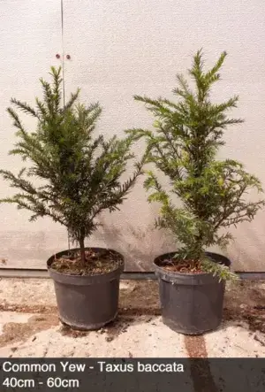 English Yew Hedge