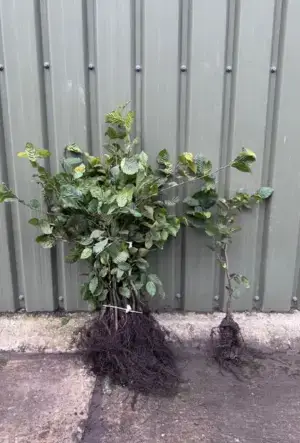 Hornbeam Hedge