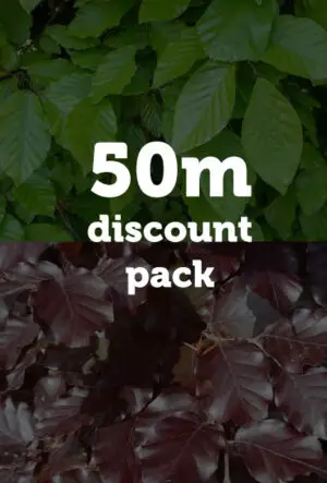 Green and Purple Beech Hedging Mix