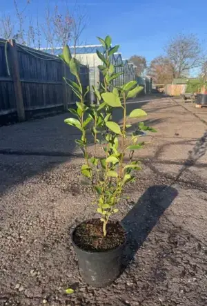 New Zealand Privet Hedge