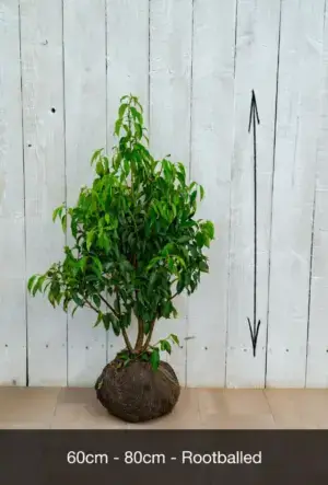 Portuguese Laurel Hedge