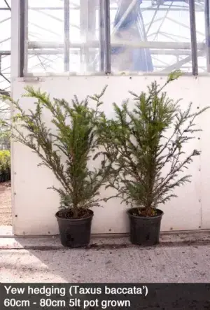 English Yew Hedge