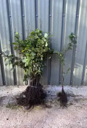 Hornbeam Hedge