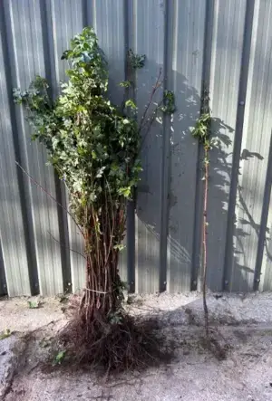 Field Maple Hedge