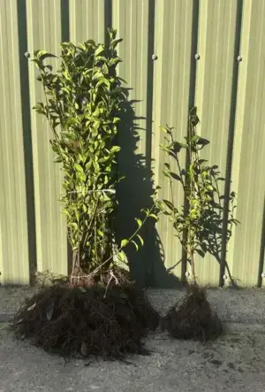 Common Privet Hedge