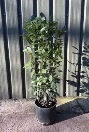 Sweet Bay Laurel Hedge