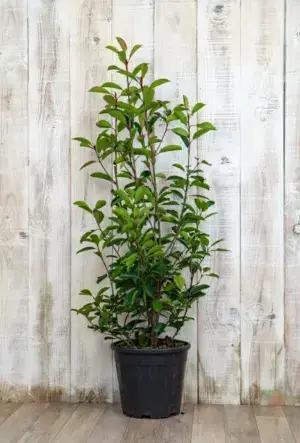Photinia Red Robin Hedge