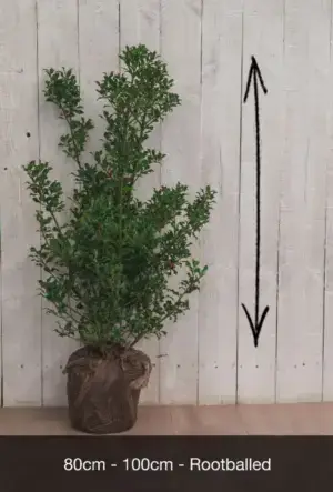 English Holly Hedge